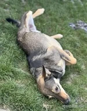Fröhliche Vica - ist so lieb und menschenbezogen Bild 9