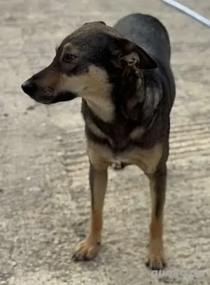 Fröhliche Vica - ist so lieb und menschenbezogen Bild 6