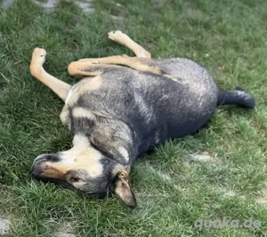 Fröhliche Vica - ist so lieb und menschenbezogen Bild 7