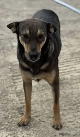 Fröhliche Vica - ist so lieb und menschenbezogen Bild 8