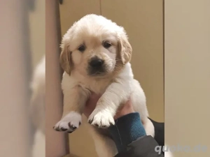 Reinrassige Golden-Retriever-Welpen
