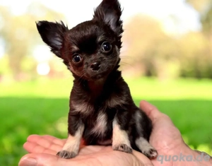 Chihuahua Welpe Rüde, reinrassig 