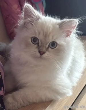 Britisch Langhaar 8 Monate alt 