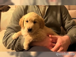 Reinrassige Golden-Retriever-Welpen