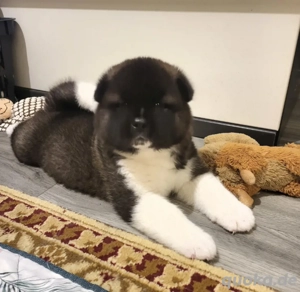 Amerikanische Akita 