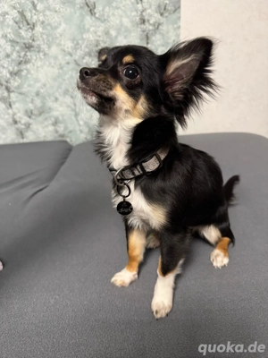 Süßes Langhaar Chihuahua Mädchen