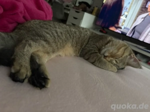 Brittische Kurzhaar Katze kitten