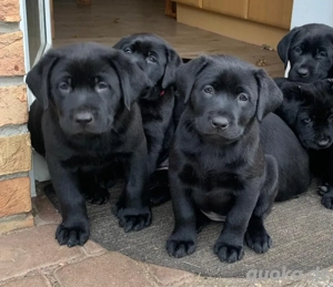 Sofort abgabebereit - Reinrassige Labradorwelpen in edlem samtschwarz suchen ihr zuhause