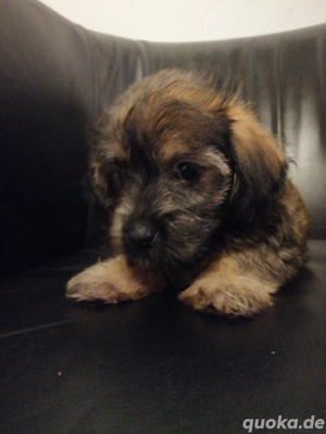 Tito Welpen rito. Papa havaneser.. Mama schizomix