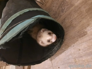 Frettchen zucht paar 