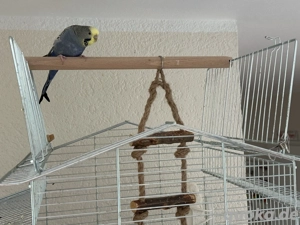 Wellensittich blau, 5 Jahre in gute Hände abzugeben, mit Käfig&Co