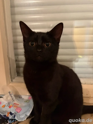 katerchen 3x zu verkaufen