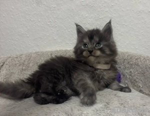 Maine Coon Kitten