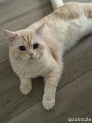 Reinrassiger BKH Deckkater