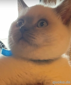Bkh deckkater Bild 7