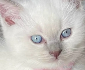 Bkh deckkater Bild 6