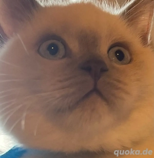 Bkh deckkater Bild 8