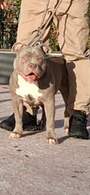 alapaha bully  deckrüde