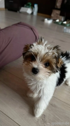 Yokie zur Adoption und Umsiedvermung