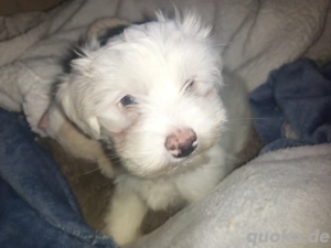 Wunderschöner Malteser Welpe