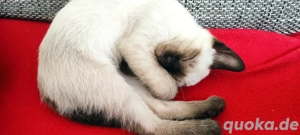  Siam-Kätzchen.- Noch drei Babys!! Bild 6
