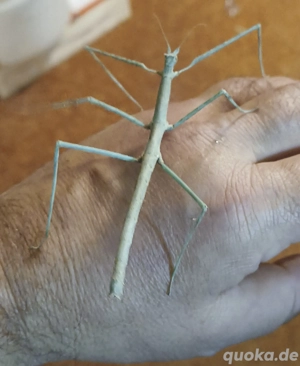 Stabheuschrecken zum verkaufen 