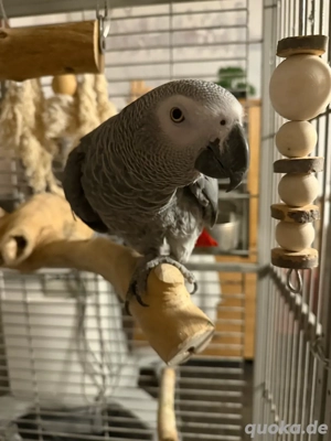 Suchen Graupapagei Hahn   Henne 