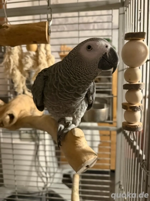 Zahme Graupapagei Baby  Henne 3 jahre mit riesen Voliere sucht Zuhause 