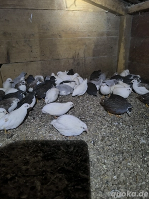 zwergwachteln zu haben sehr günstig 