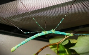 Eier Türkise Stabschrecke (Myronides Glaucus Peleng)