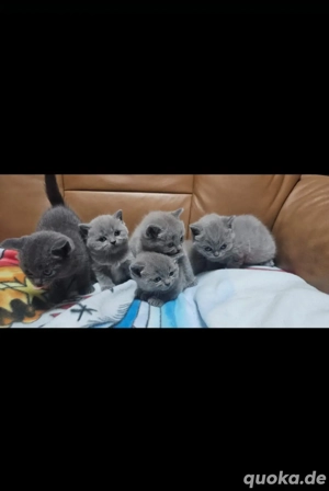 Bkh katzen baby 