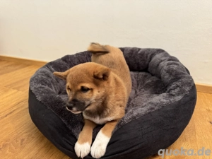 Reinrassige Shiba-Inu Welpen