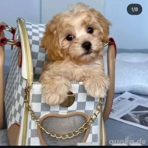 Bernerdoodle Welpen,