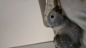 Graupapageien Baby 