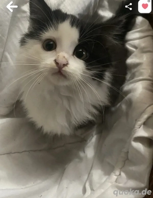 suche betroffene und hilfe zu den katzen oben bild