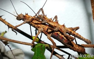 Tisamenus napalaki 'Palaui', Gespenstschrecke, Phasmide