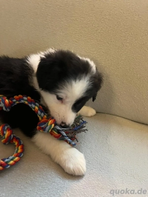 Border collie shepard welpen