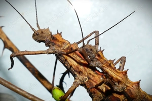 Tisamenus napalaki 'Palaui', Gespenstschrecke, Phasmide