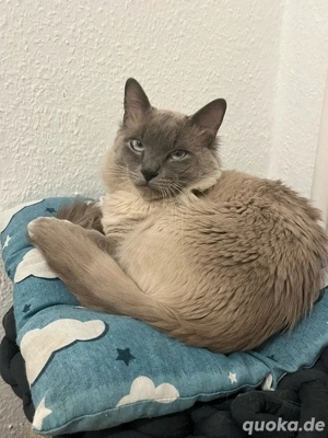 Deckkater   Reinrassige Heilige Birma 