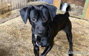 Freundlicher Hodi sucht seine Menschen