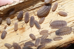 12 Armadillidium peraccae - Asseln   Isopod Bild 4