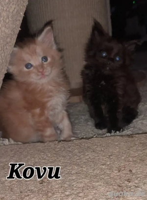 Maine Coon Kitten mit Stammbaum 2 Jungs   3 Mädels