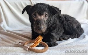 Neue Chance auf ein schönes Leben für den kleinen Simo