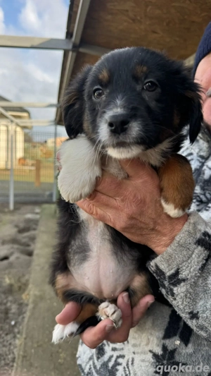 Mimi   zarte Seele auf vier Pfoten   