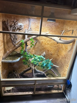 Königspython Pärchen 