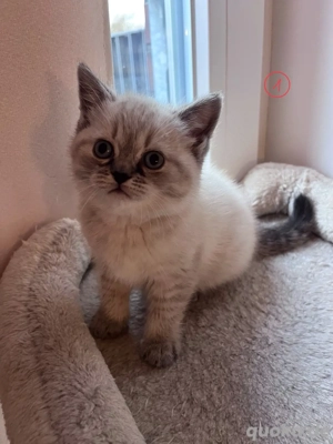 Reinrassige BKH Kitten 