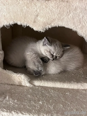 Reinrassige BKH Kitten 
