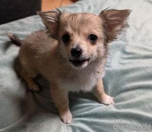 Chihuahua Welpen