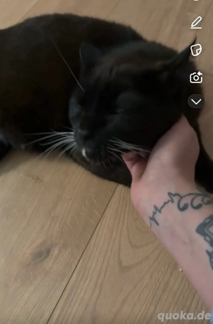 2 BKH Katzen in liebevolle hände abzugeben