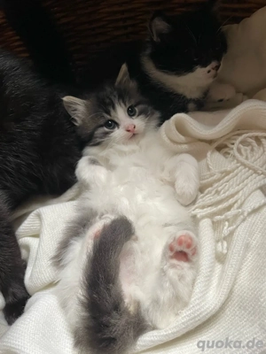 Kätzchen suchen ein liebevolles Zuhause ab sofort